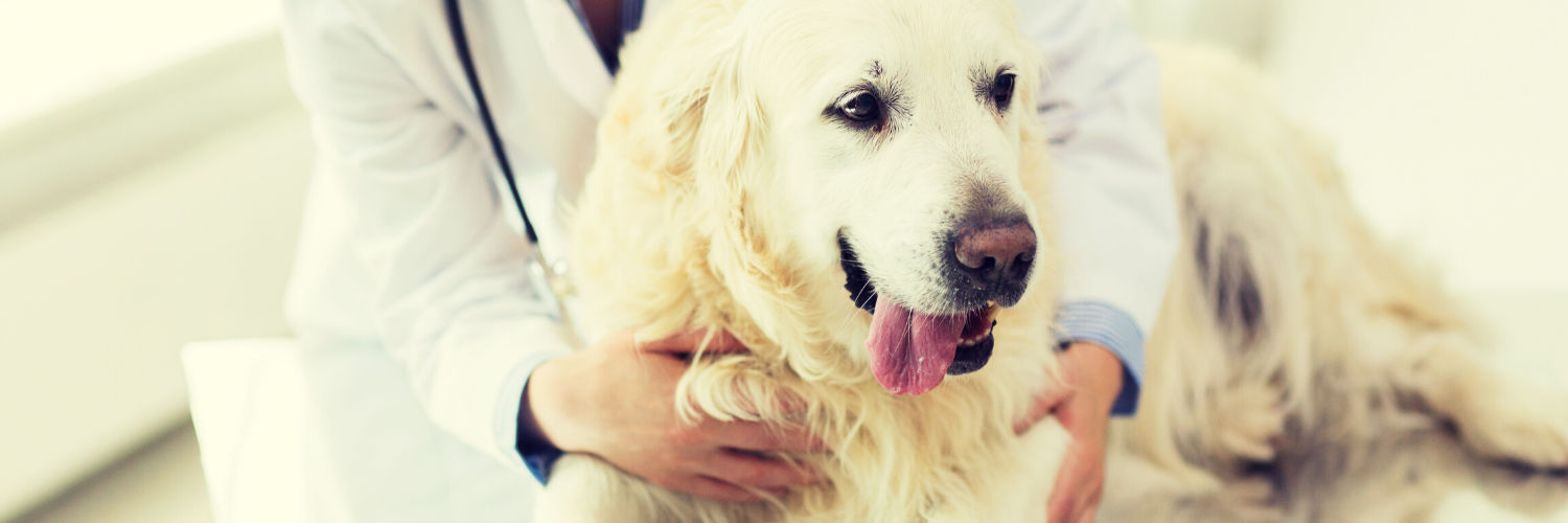 does vetmedin cause diarrhea in dogs